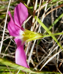 Oxalis imbricata