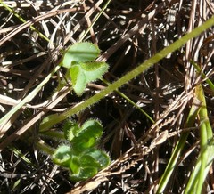 Oxalis imbricata