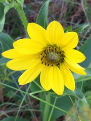 Silphium radula