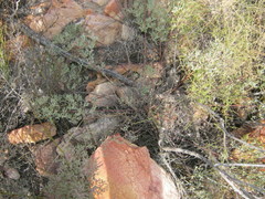 Rafnia capensis capensis