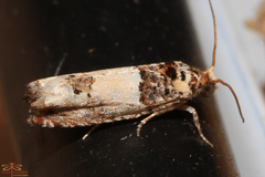 Epinotia thapsiana