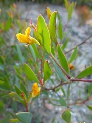 Rafnia capensis capensis