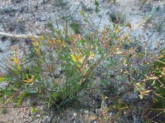 Rafnia capensis capensis