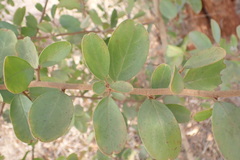Ximenia americana
