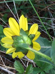 Silphium radula