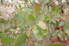 Ximenia americana