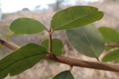 Ximenia americana