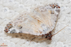 Coccidiphaga scitula