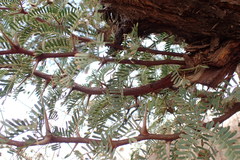 Vachellia erioloba