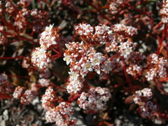 Crassula rubricaulis