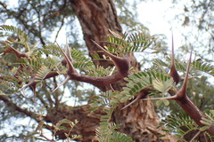 Vachellia erioloba