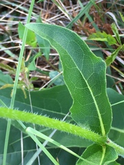 Silphium radula