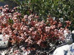 Crassula rubricaulis