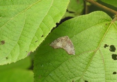 Achrosis