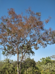 Bowdichia virgilioides