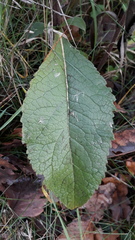 Pentanema squarrosum