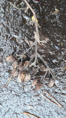 Pentanema squarrosum