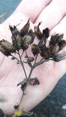 Pentanema squarrosum