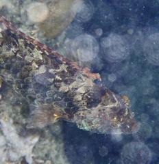 Calotomus viridescens