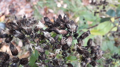 Pentanema squarrosum
