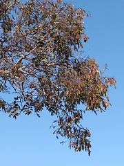 Bowdichia virgilioides