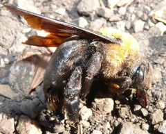 Xylocopa flavorufa