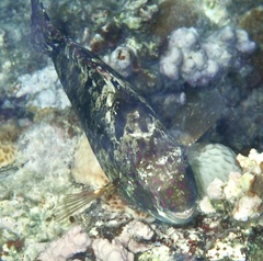 Calotomus viridescens