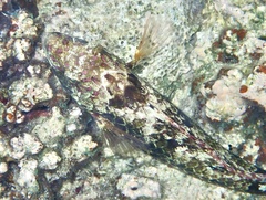 Calotomus viridescens