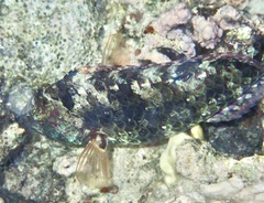 Calotomus viridescens