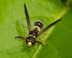 Ancistrocerus unifasciatus