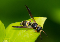 Ancistrocerus unifasciatus
