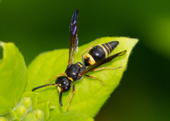 Ancistrocerus unifasciatus