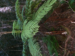 Cyathea capensis
