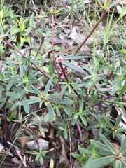 Portulaca umbraticola