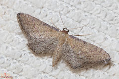 Idaea infirmaria