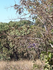 Bowdichia virgilioides