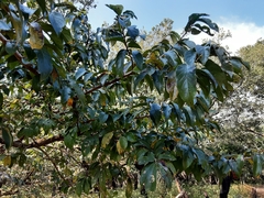Bridelia micrantha