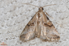 Zebeeba falsalis