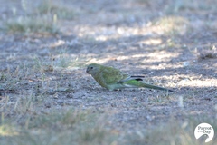 Psephotus haematonotus