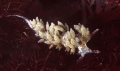 Cuthona hamanni