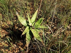 Aloe greatheadii