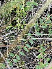 Vaccinium crassifolium