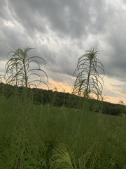 Helianthus salicifolius