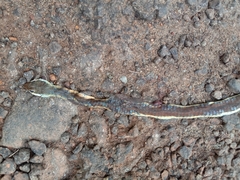 Dendrelaphis chairecacos