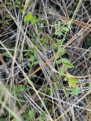 Vaccinium crassifolium