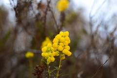 Calceolaria thyrsiflora
