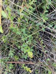 Vaccinium crassifolium