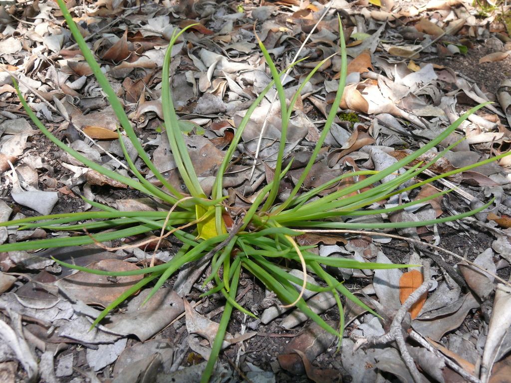 Bulbine decumbens