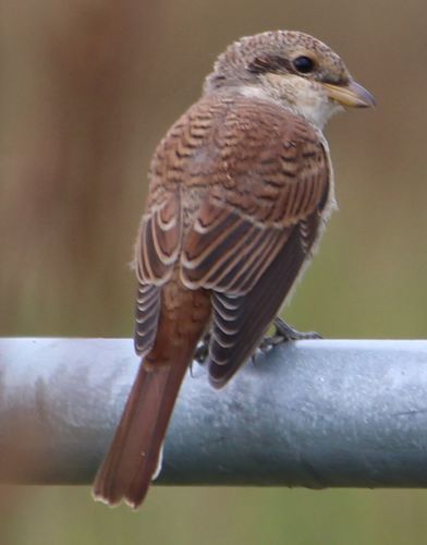 Alcaudón dorsirrojo (Lanius collurio)