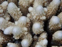 Acropora gemmifera